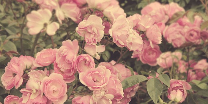 1920x1280 Light Pink Rose Wallpaper. Cheap Light Pink Roses Wallpaper Pink