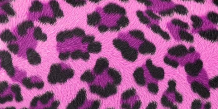 2585x1896 40+ Hot Pink Zebra Wallpapers - Download at WallpaperBro