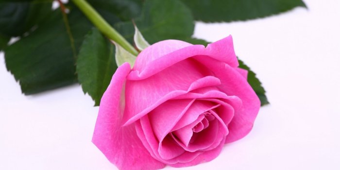 1920x1200 Pink Rose Desktop Wallpaper 07153 - Baltana