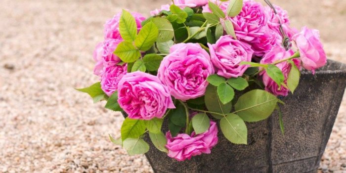 1024x768 New Beautiful Pink Roses For Desktop Wallpaper Background To
