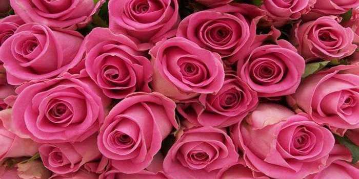 1920x1200 Desktop Wallpapers Flowers Backgrounds Pink Rose - Flowers Healthy