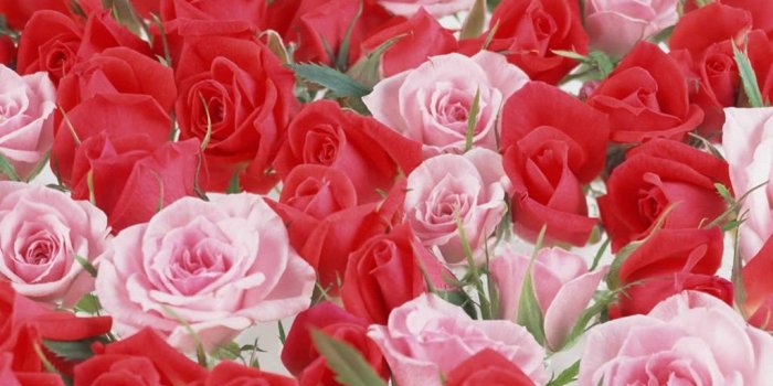 1024x768 Desktop Wallpapers » Flowers Backgrounds » Red And Pink Roses