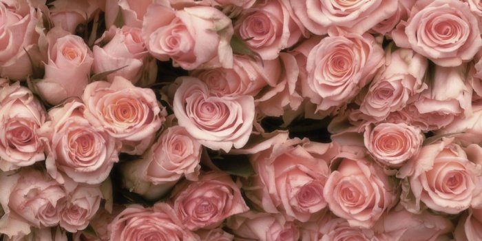 1920x1080 Roses Desktop Background (53+ images)