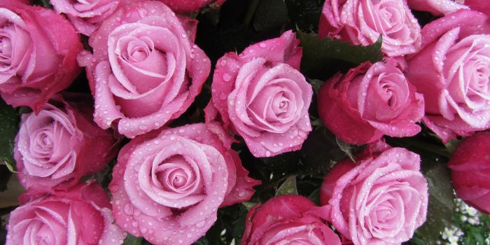 1920x1080 Pink Roses Desktop Wallpaper PC #DHK4P8R | Wallperio.com™