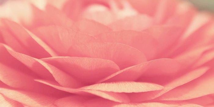 1920x1080 pink | 1920x1080 Pink Rose desktop PC and Mac wallpaper | Roses