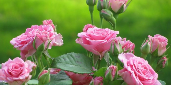1920x1200 Roses Wallpaper for Desktop ·① WallpaperTag