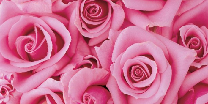 1024x768 Pink Rose Desktop Wallpaper 1024x768