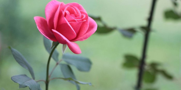 1920x1080 Pink rose desktop wallpaper Gallery