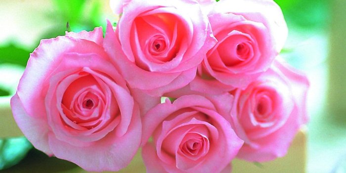 1024x768 Pink Rose Desktop Wallpaper 1024x768