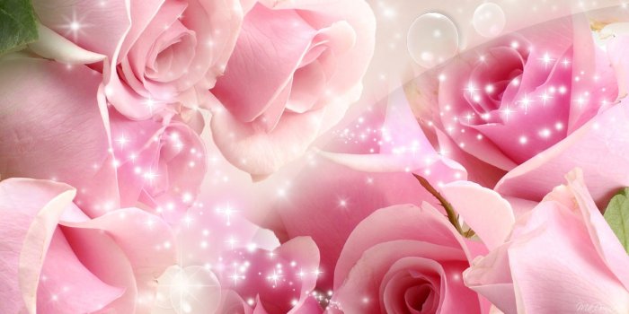 1920x1080 Pink Rose Desktop Wallpapers | (2018 HD Widescreen)