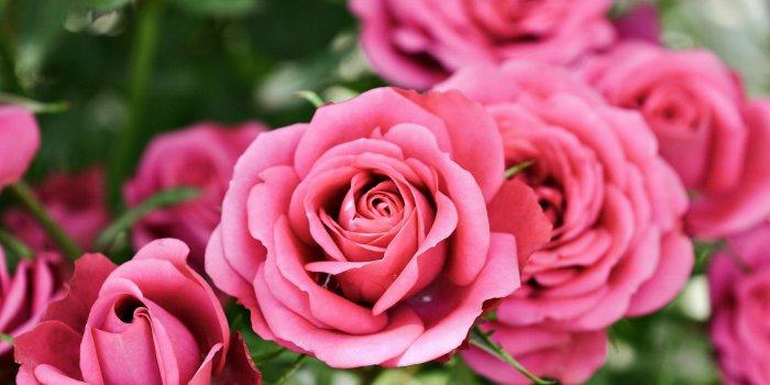 3840x2160 Pink Roses Desktop Flowers Background