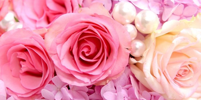 1920x1440 Pink Rose Backgrounds ·① WallpaperTag