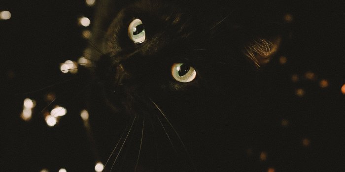 3648x5472 Download wallpaper 3648x5472 cat, black, glance, pet, animal hd
