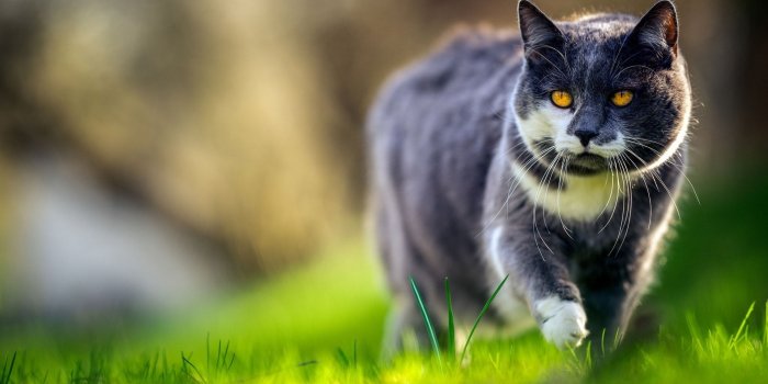 1920x1080 Animals - Wallpapers and Free Stock Photos | Visual Cocaine