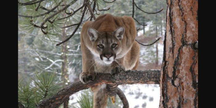 1280x800 HD wallpaper: animales, depredador, felino, puma | Wallpaper Flare