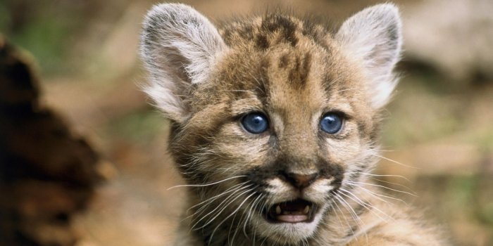 1920x1080 Max PC | Puma | for computer photos