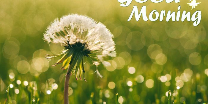 3840x2883 40 Beautiful Good Morning With Flowers Wishes Wallpapers