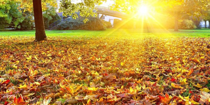 1440x900 Good Morning Wallpaper for Android - APK Download