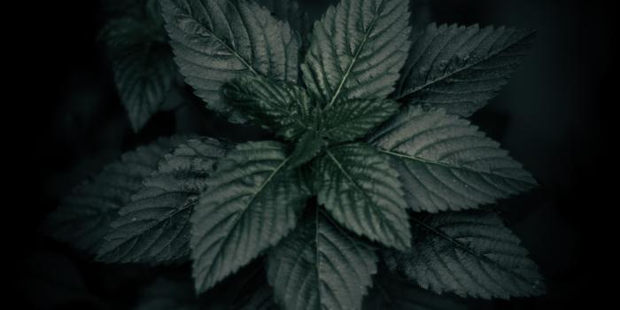 3456x5184 Inspirational Aesthetic Black Wallpaper For Girls - cute and girly