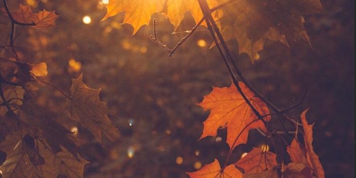 1242x1816 Light:) I lubs youuuu!!! Sara! I love you! :) | Wallpaper | Autumn