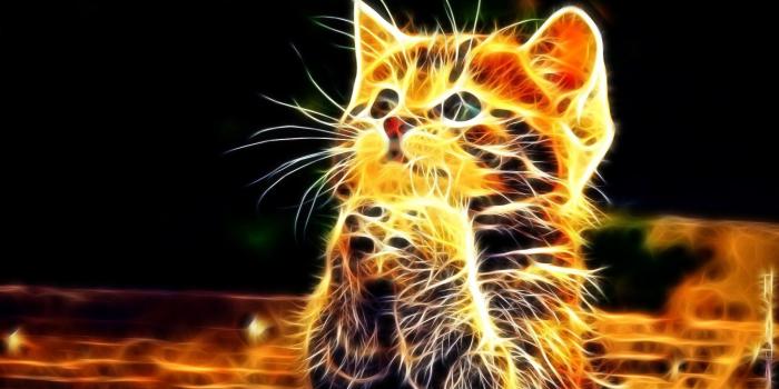 1920x1275 Neon Animal Wallpapers (58+ images)