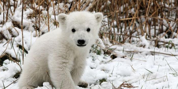 1024x768 Baby animals wallpapers for free download about wallpapers