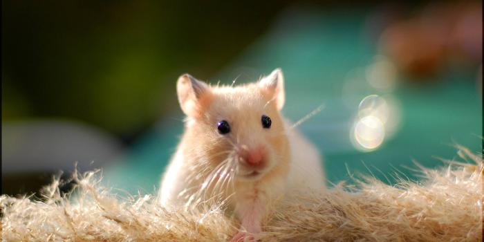 2800x1862 45+ Only White Baby Mouse Animal Wallpapers - Download at WallpaperBro