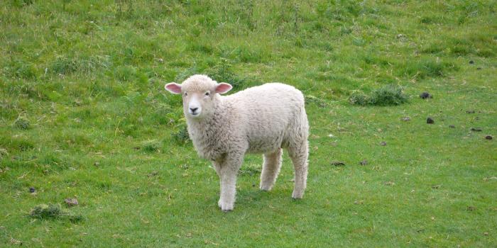 4224x2376 sheep Wallpapers HD / Desktop and Mobile Backgrounds