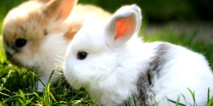 1177x873 Cute Rabbit Desktop Wallpapers In Hd Wide Free | Wallpapers Base