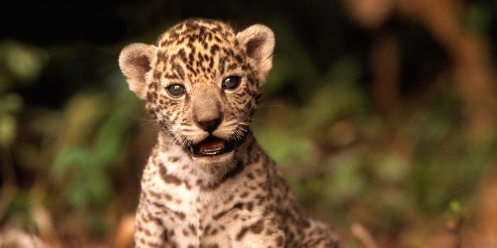 1600x1200 Jaguar wallpaper | 1600x1200 | #40679