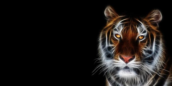 1920x1200 Neon Animal Wallpapers (58+ images)