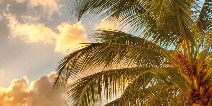 750x1334 Tropical, paradise, beach, palms, sea, ocean, sunset 750x1334 iPhone