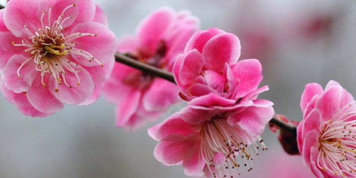 2560x1920 Cute Girly Wallpapers Images (71+ images)