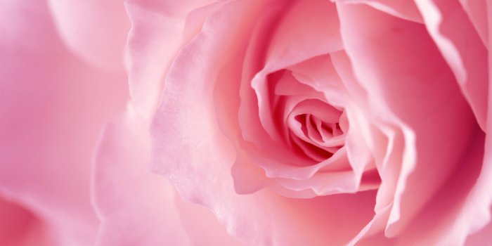 3504x2336 Flowers For > Pink Roses Background Wallpapers - Pink High