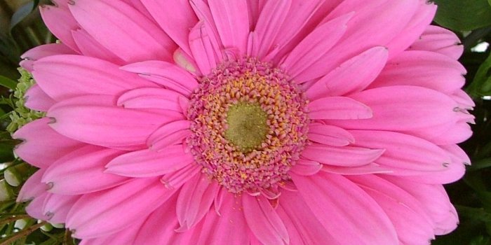 1280x1024 lovely! - Flowers Wallpaper (247749) - Fanpop