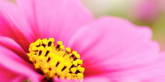 1080x1920 Pink Dahlia Macro Flower Android Wallpaper free download