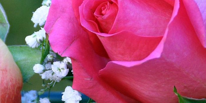 720x1280 Awesome Pink Rose Hd Wallpaper Download - cute girly wallpaper for