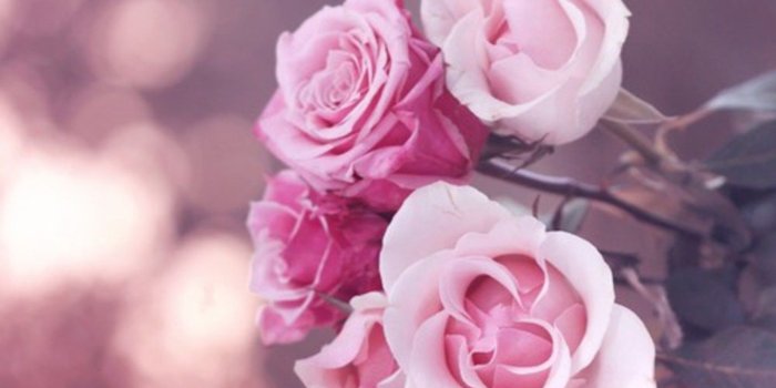 1366x915 Flowers: Oie Beautiful Lovely Soft Roses Pink Pastel Nature