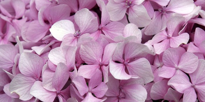 1920x1200 Hydrangea wallpaper - Flower wallpapers - #5536
