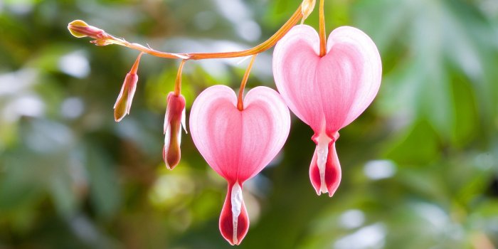 2560x1440 Cute Pink Flower for Girly Wallpaper - HD Wallpapers | Wallpapers