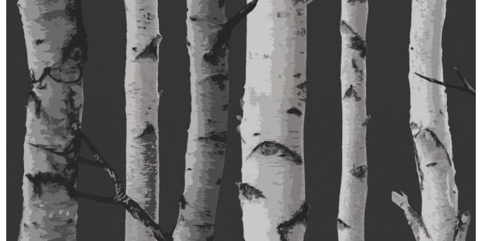 1000x1000 Birch Tree Wallpaper Black, Grey (FD31052)