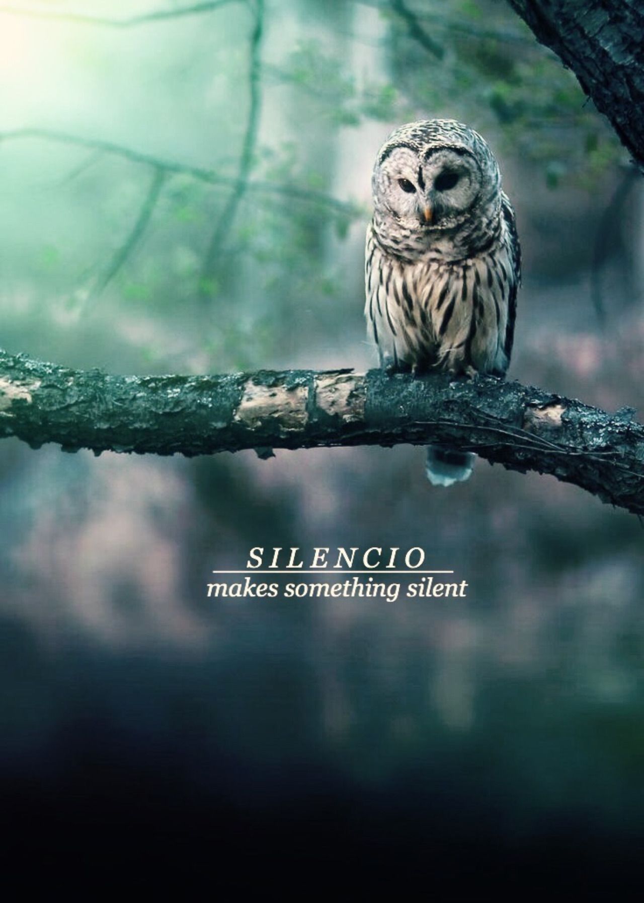 1280x1793 Silencio | Harry Potter in 2019 | Harry potter charms, Harry potter