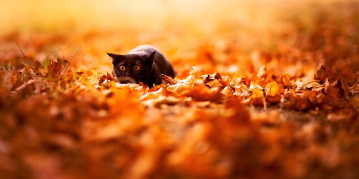 1920x1080 Fall Animal Wallpaper (65+ images)