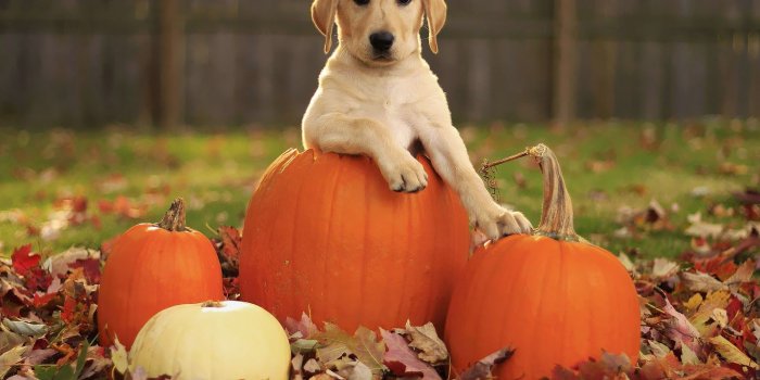 1600x1000 47+] Free Fall Wallpaper with Dogs on WallpaperSafari