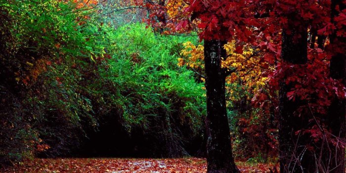 1600x1200 pretty forest | Forest Wallpapers For Desktop |Clickandseeworld is