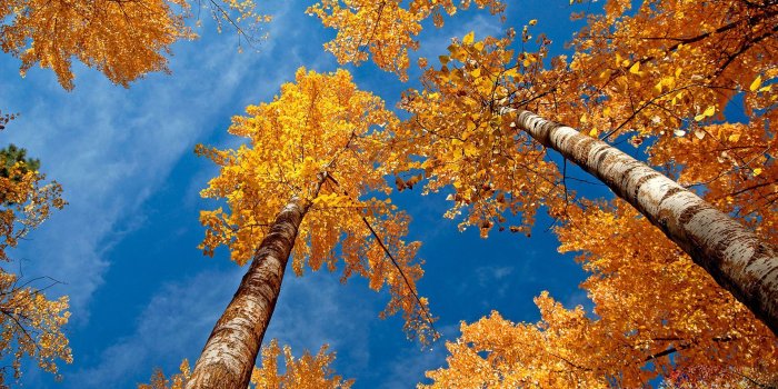 1920x1080 41 Autumn Wallpapers for Computers, Tablets, or Phones