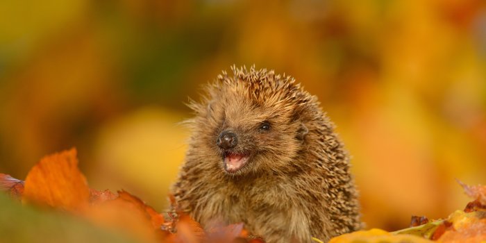6295x4029 Hedgehog Foliage Autumn Funny - Free Stock Photos, Images, HD