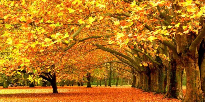 1280x720 Flower Desktop Wallpaper Widescreen 1280×720 Desktop Wallpapers