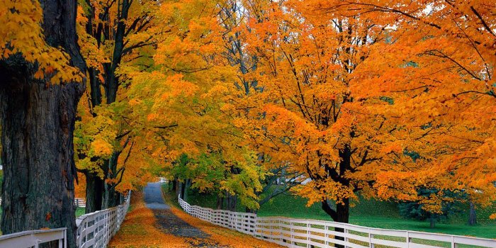 1280x1024 Colorful Leaves Wallpapers Leaves Pics, Photos - Jim Jones Buzz
