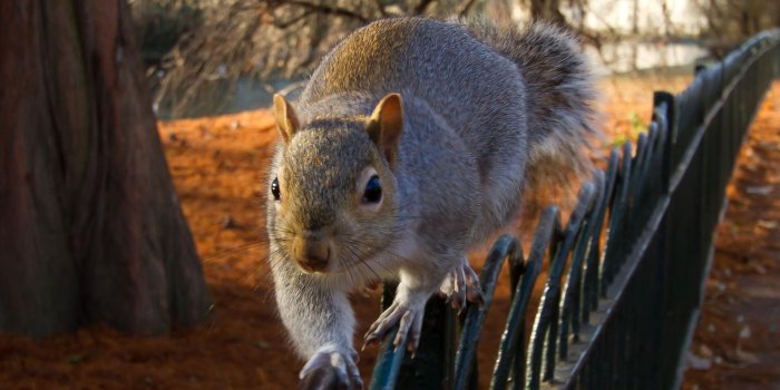 1920x1080 Free download One Funny Squirrel For Autumn Apple Mac Desktop